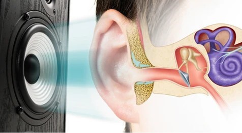 Definición del martillo o yunque del oído - Multiacustica